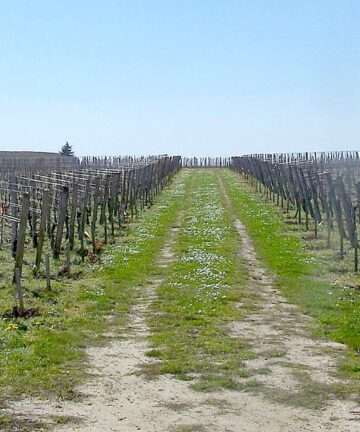 Visite de Saint Emilion, Guide Saint Emilion