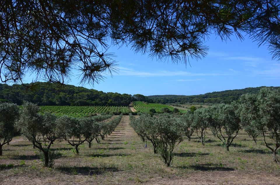 Découvrir Ile de Porquerolles