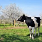 Guide Fougerolles, Bourgogne