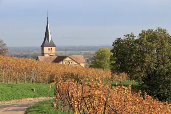 Visiter Alsace, Route des Vins Alsace