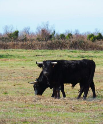 Visite de Salin de Giraud, Tourisme Camargue, Visiter Camargue