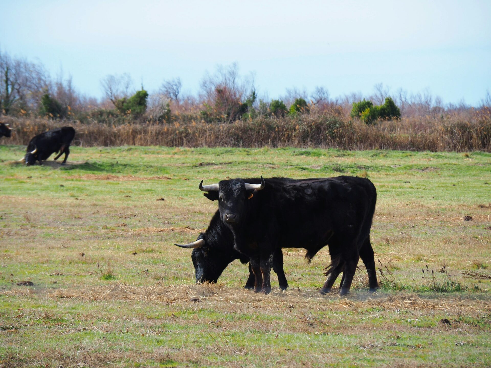 Visite de Salin de Giraud, Tourisme Camargue, Visiter Camargue