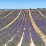 Guide Volx, Guide Luberon, Guide Provence, Guides Provence, Visiter Volx