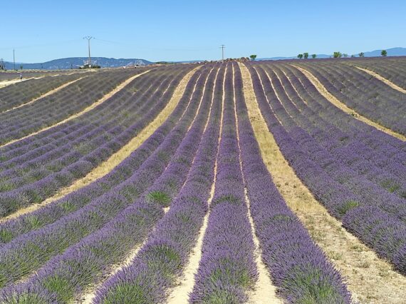 Guide Volx, Guide Luberon, Guide Provence, Guides Provence, Visiter Volx