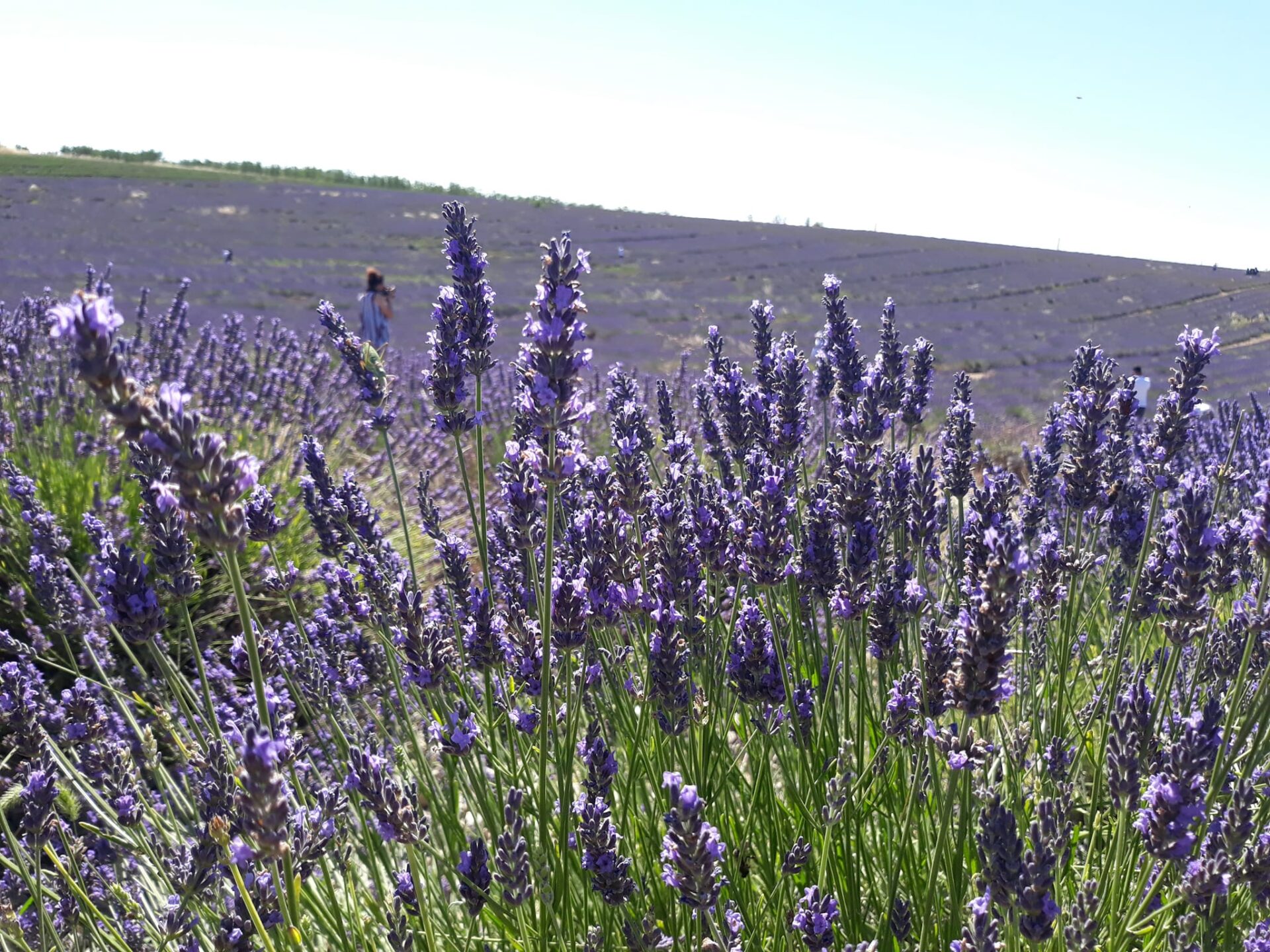 Guide Volx, Guide Luberon, Guide Provence, Guides Provence, Visiter Volx