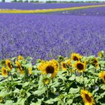 Visiter Valensole, Guide Provence, Champs de Lavande