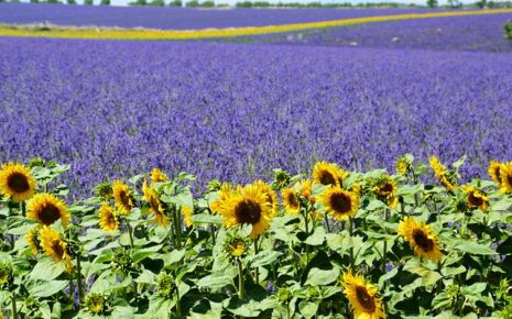 Visiter Valensole, Guide Provence, Champs de Lavande