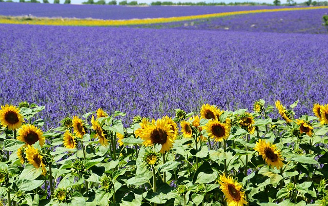 Visiter Valensole, Guide Provence, Champs de Lavande