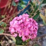 Visite Trentemoult, Guide Trentemoult