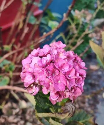 Visite Trentemoult, Guide Trentemoult