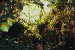 Fleurs de Nice, Visiter Nice, Guide Nice, Marché de Nice,