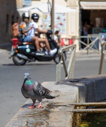 Visite du centre historique d'Antibes, Guide Antibes