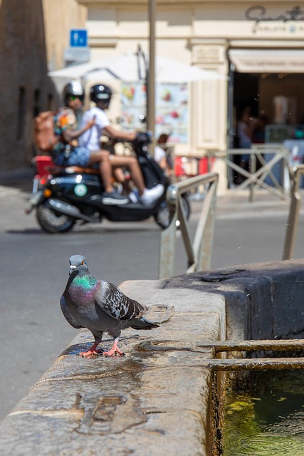 Visite du centre historique d'Antibes, Guide Antibes