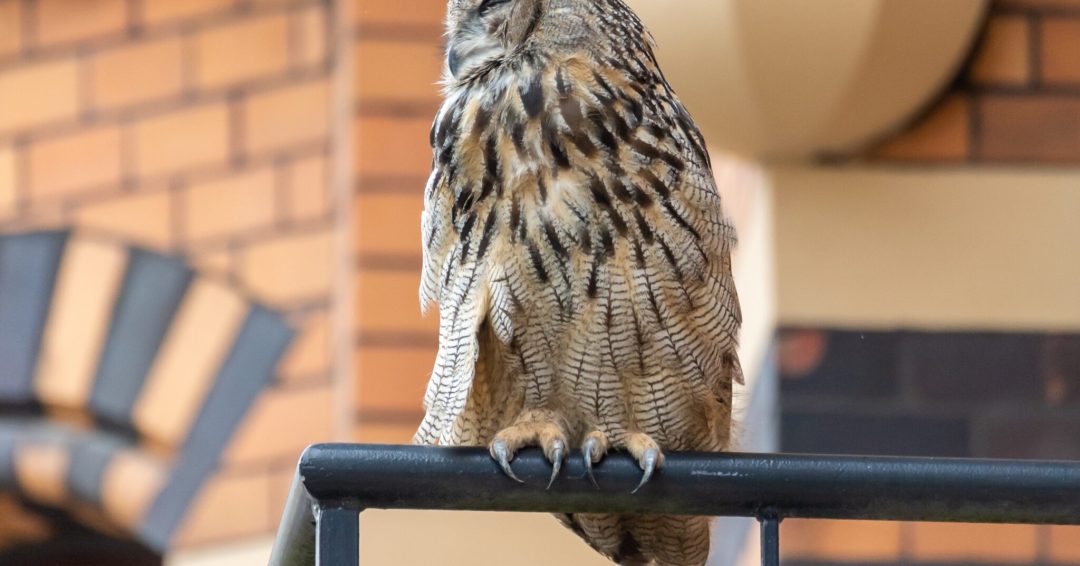 A closeup shot of a grumpy great grey owl perched on a metal railing