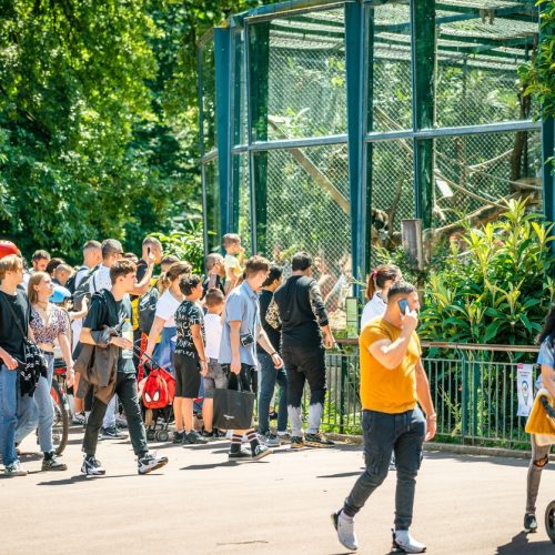 People in front of a cage at Lyon Zoo of Tete d’or public garden after the on reopening weekend in France Parc de la Tête d'Or, Visite de Lyon, Guide Lyon, Visiter Lyon, Parc Tête d'Or