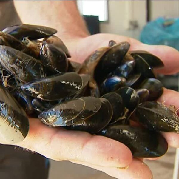 Moules de Charentes Maritimes Royan Visiter Royan, Guide Royan