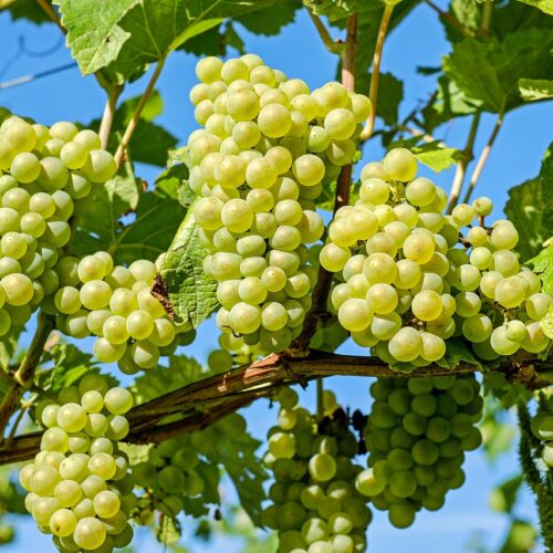 Visite Guidée Bourgogne, Route des Vins